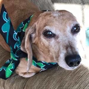 Meet your Posher, Allayne